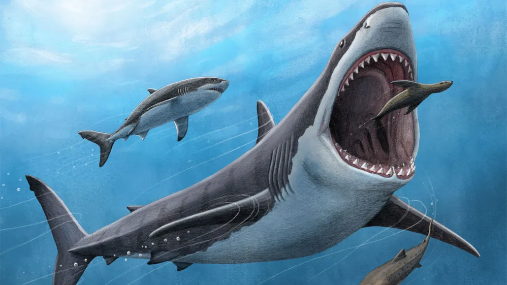 shark
