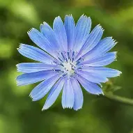Chicory