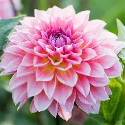 Dahlia