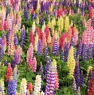 Lupine
