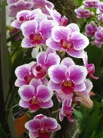 Orchid