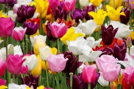 Tulip