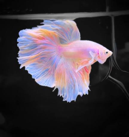 Pink Betta