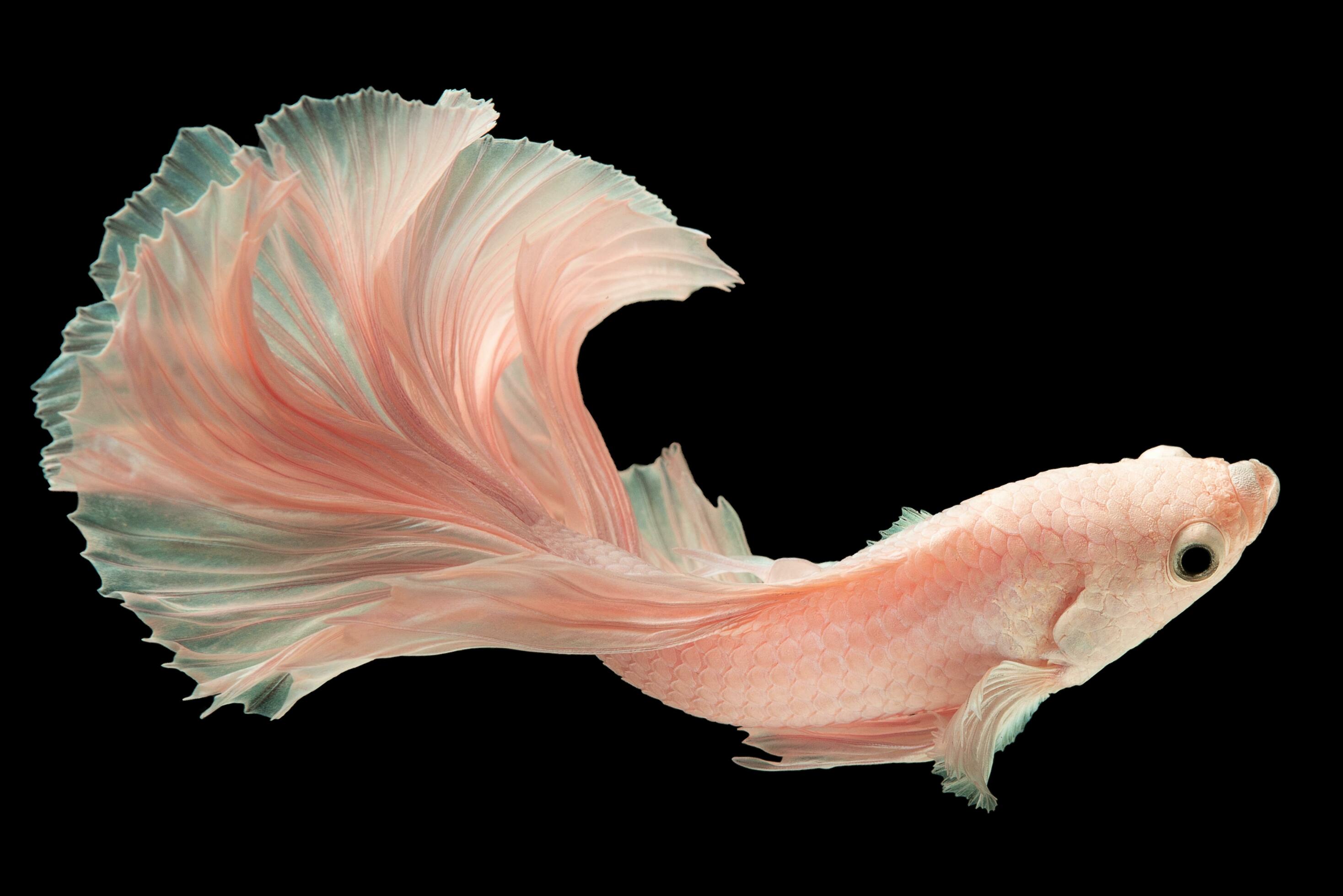 Pink Betta